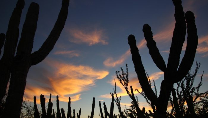 Mexcapade - Cactus